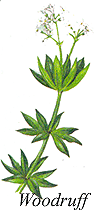 
Herb: Woodruff. 
